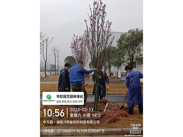 湖南兴怀新材料有限公司绿化施工现场