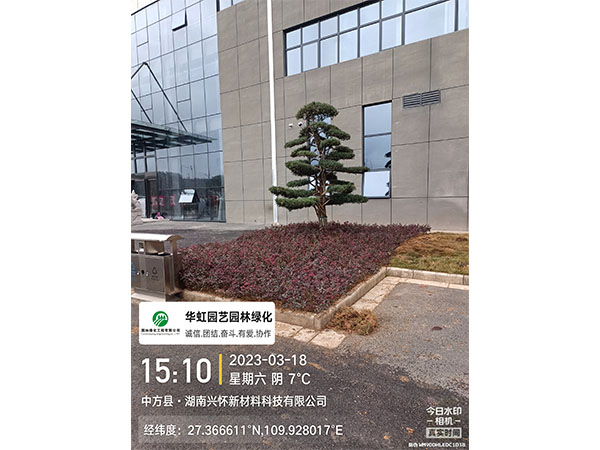 湖南兴怀新材料有限公司绿化施工现场