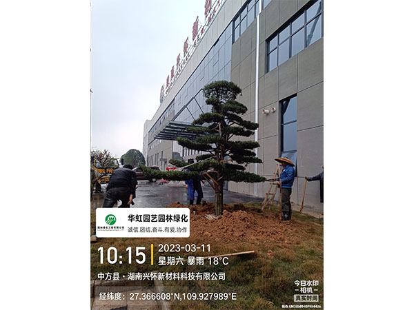 湖南兴怀新材料有限公司绿化施工现场