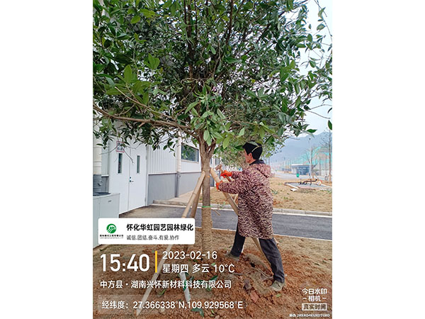 湖南兴怀新材料有限公司绿化施工现场