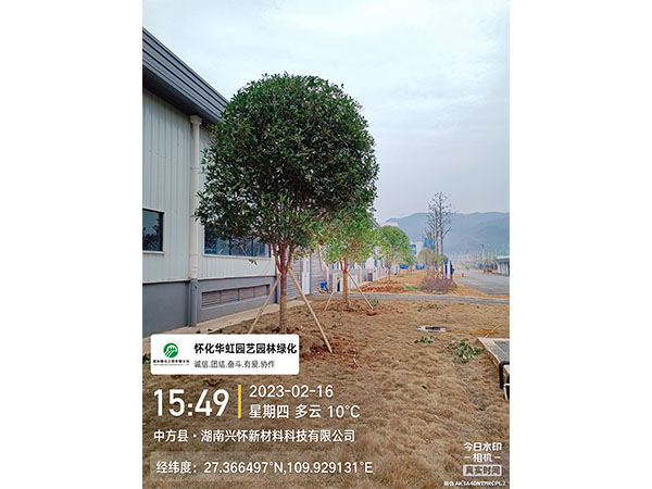 湖南兴怀新材料有限公司绿化施工现场