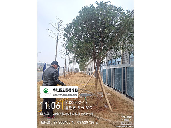 湖南兴怀新材料有限公司绿化施工现场