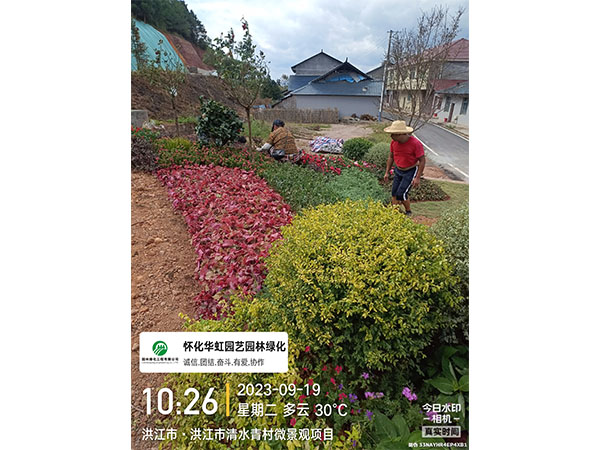 洪江市托口镇清水青村绿化微景观施工现场