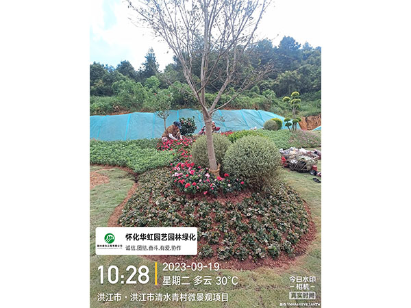 洪江市托口镇清水青村绿化微景观施工现场