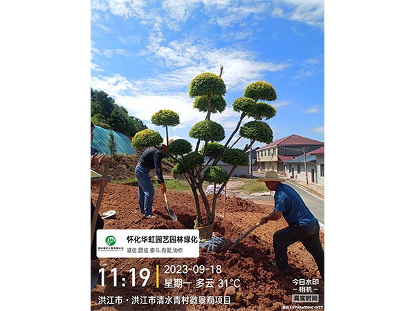 洪江市托口镇清水青村绿化微景观施工现场