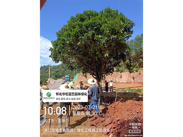 洪江市托口镇清水青村绿化微景观施工现场
