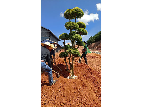 洪江市托口镇清水青村绿化微景观施工现场
